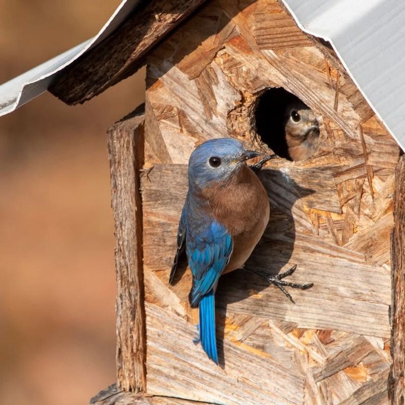 Provide Nesting Materials And Sites