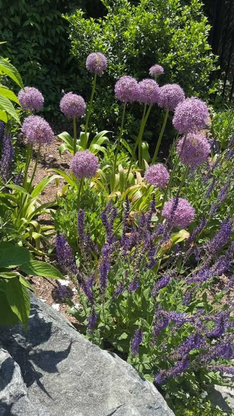 Add Native Flowers That Bloom Across Seasons