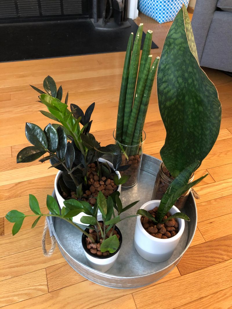 Choose Naturally Drought-Tolerant Plant Varieties For Easier Care