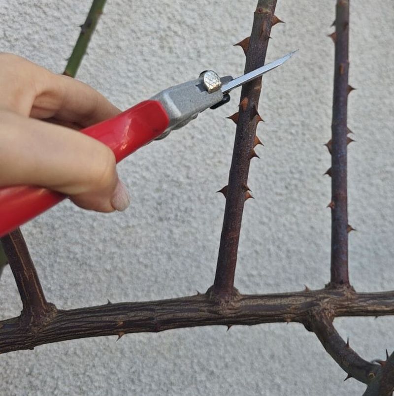 Consider A Light Fall Trim