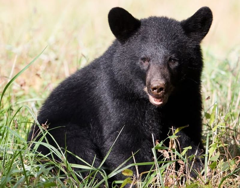 Avoid Direct Eye Contact