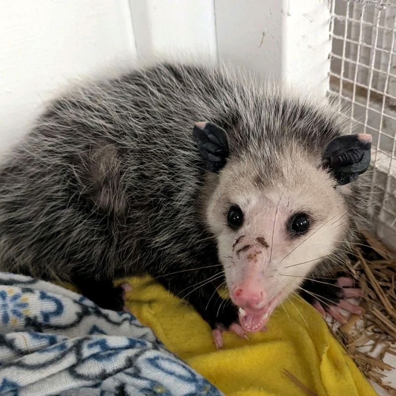 Learn About Local Wildlife Laws