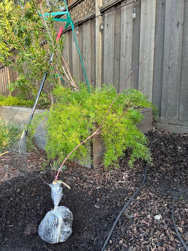 Support Young Branches With Gentle Staking