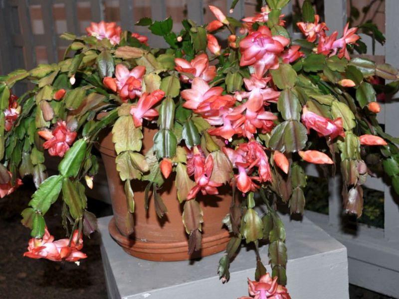 Use Pots With Proper Drainage Holes