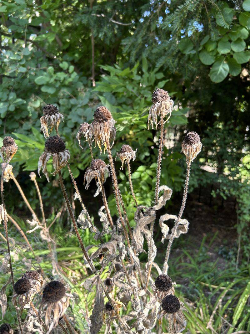 Leaving Leaf Litter and Seed Heads Standing