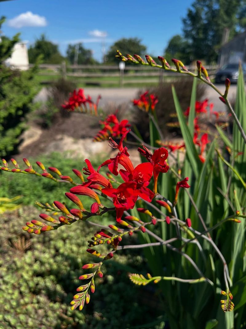 Crocosmia