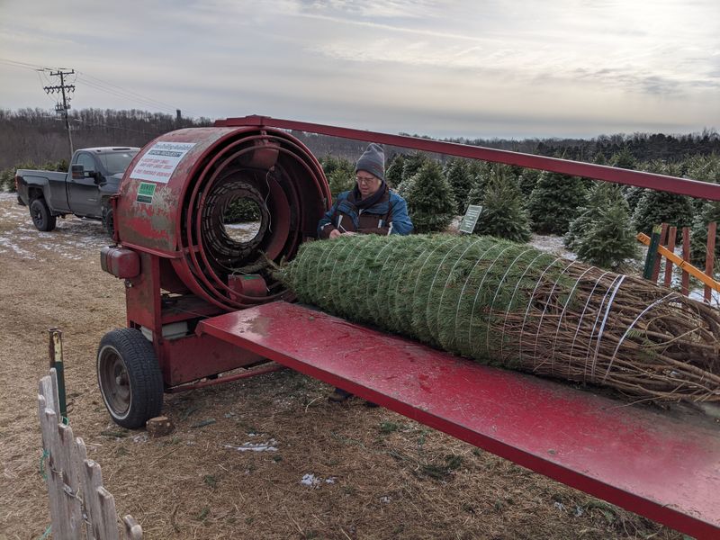 Palmer Christmas Tree Farms