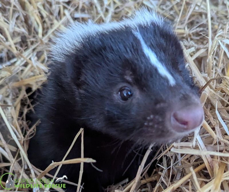 Skunks Have Poor Eyesight But Excellent Hearing