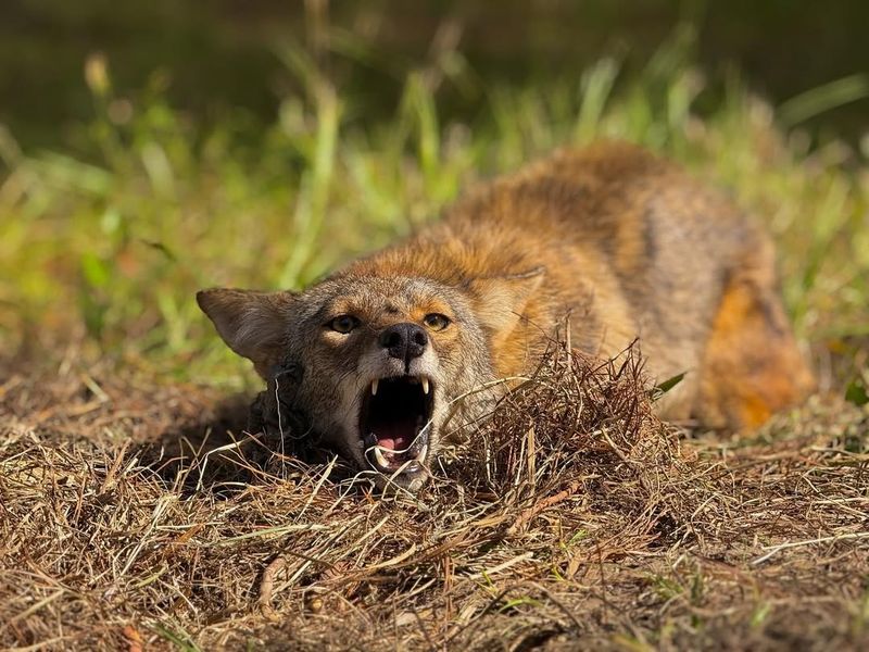 Report Unusual Or Aggressive Behavior