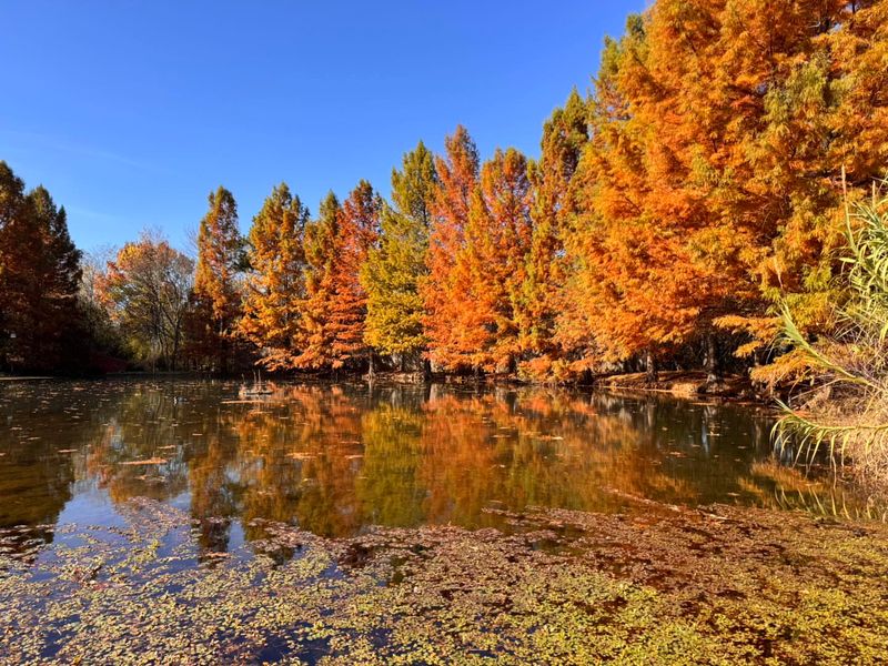 Seasonal Foliage Backdrops