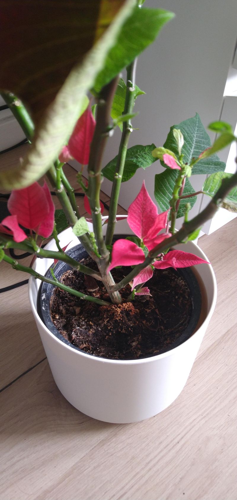 Soil Takes Forever To Dry Out