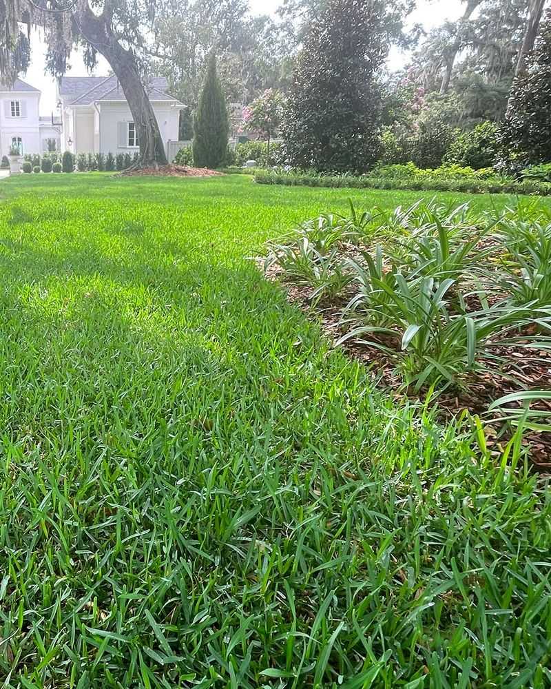 St. Augustine Grass