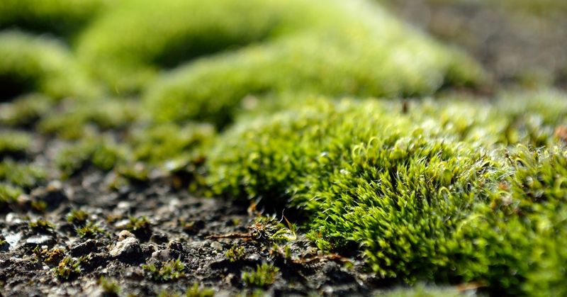 Controls Moss Growth Effectively