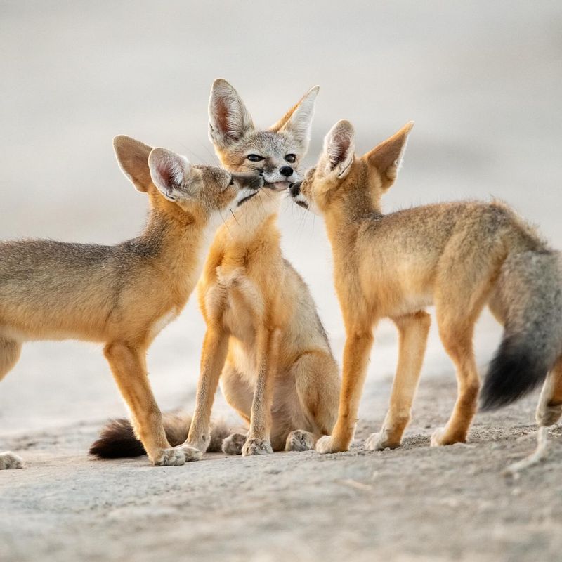 Kit Fox
