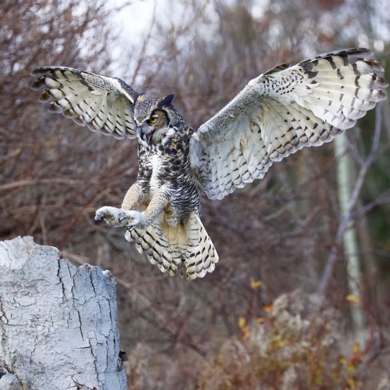 Raptors (Owls, Hawks, Falcons)