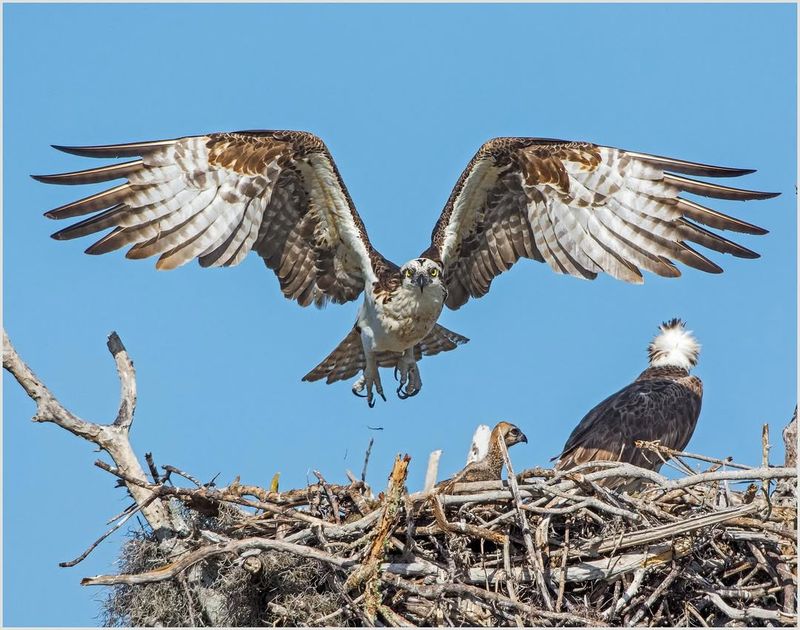 Osprey (Pandion haliaetus)