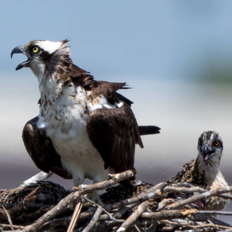 Ospreys