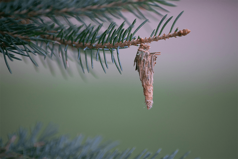 Bagworm Infestation Threatening Tree Health