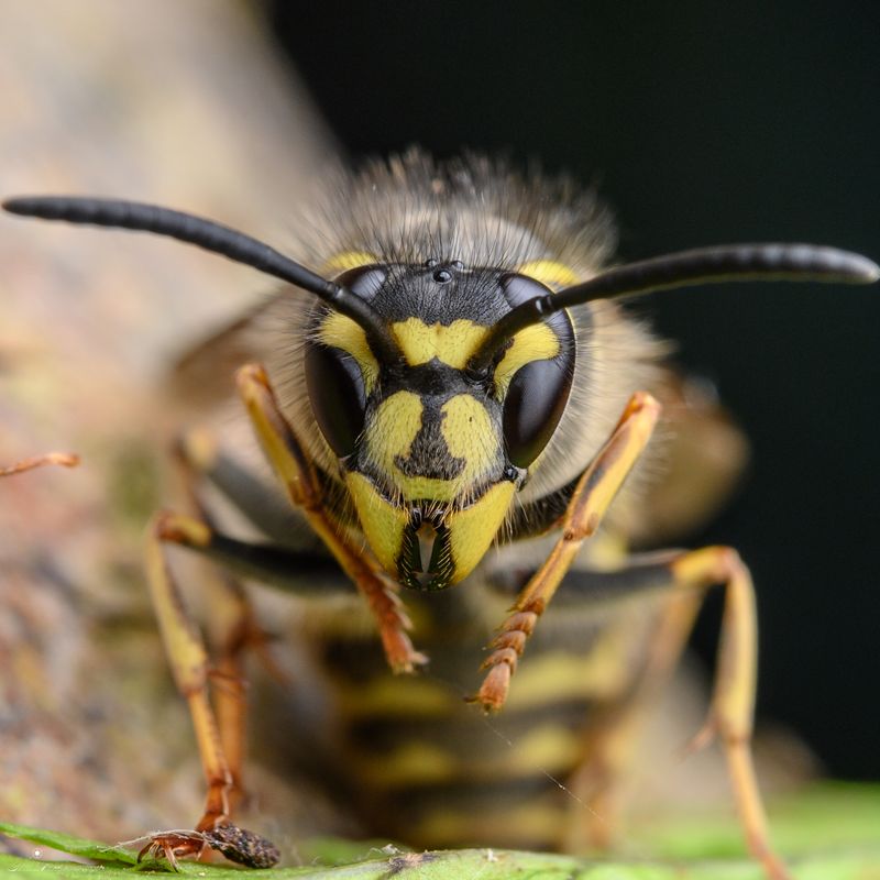 Yellow Jackets (Vespula Species)