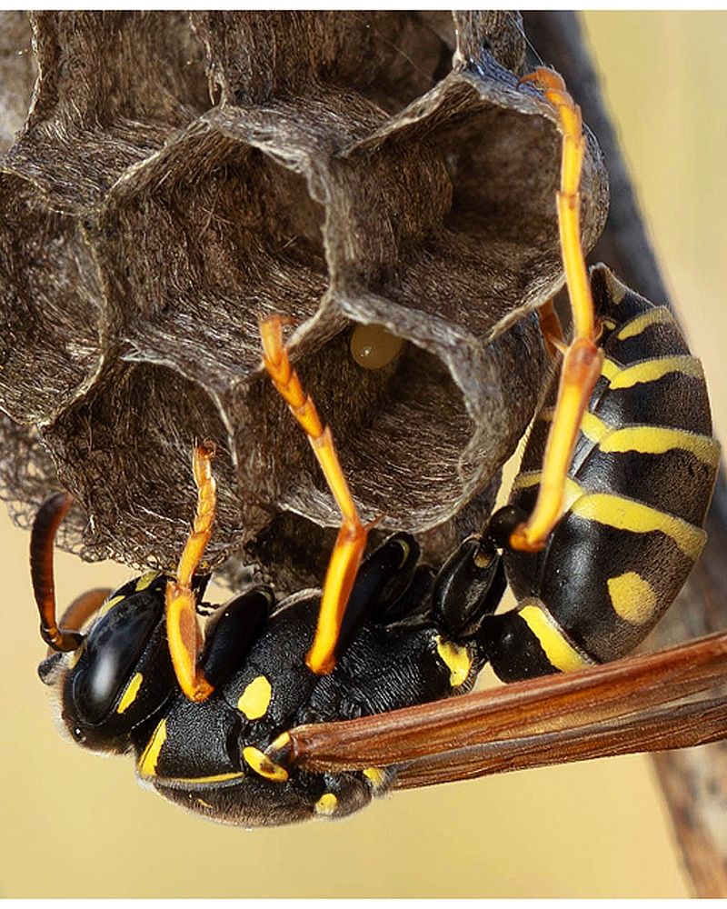 Paper Wasps