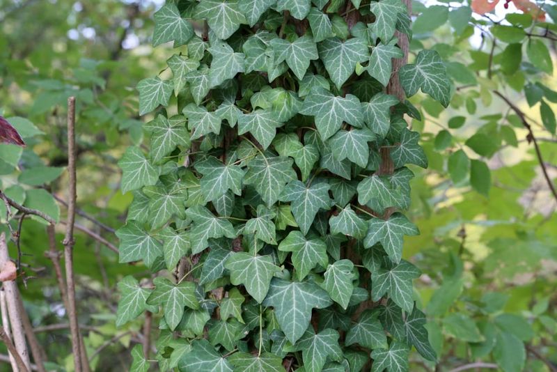 English Ivy