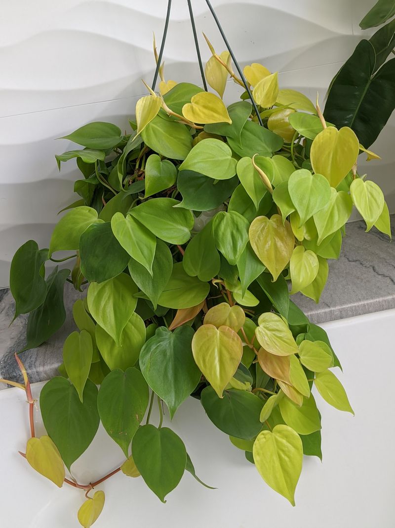 Philodendron