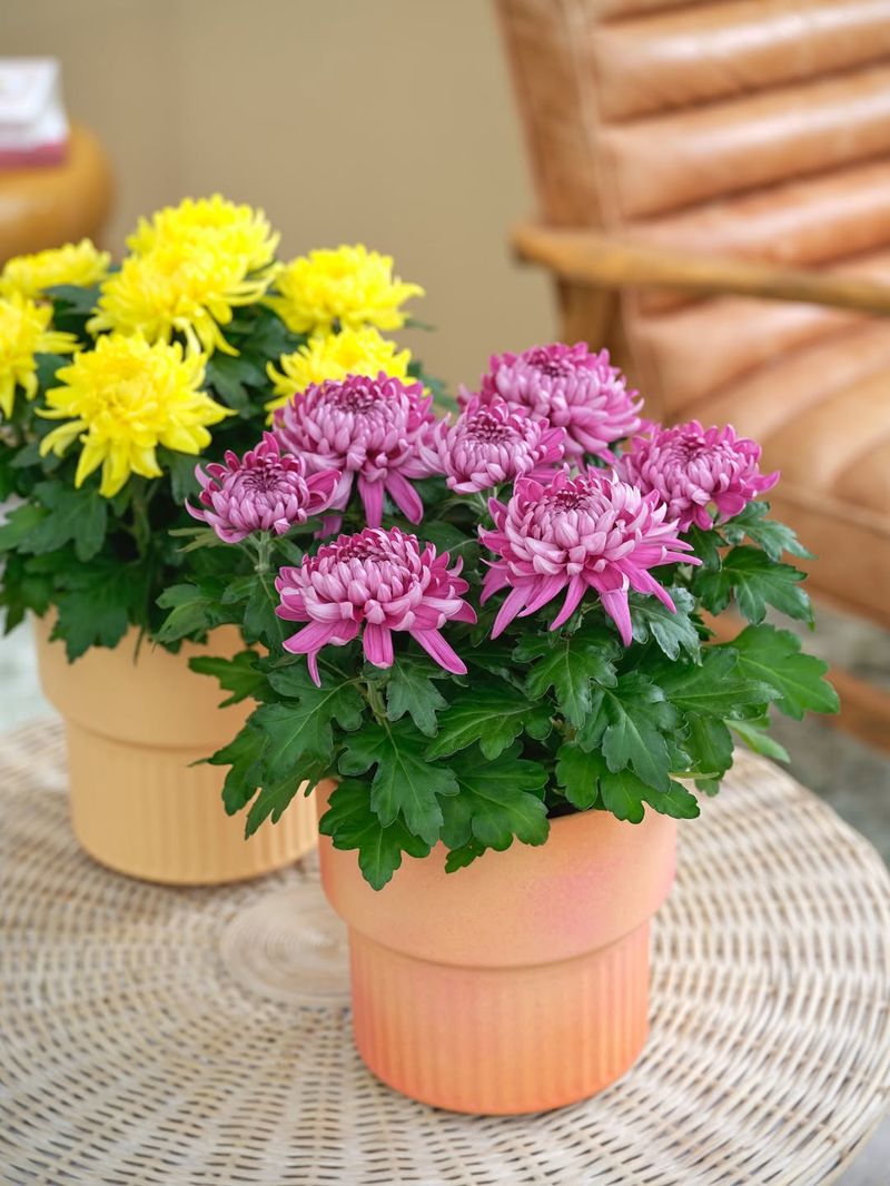 Chrysanthemum