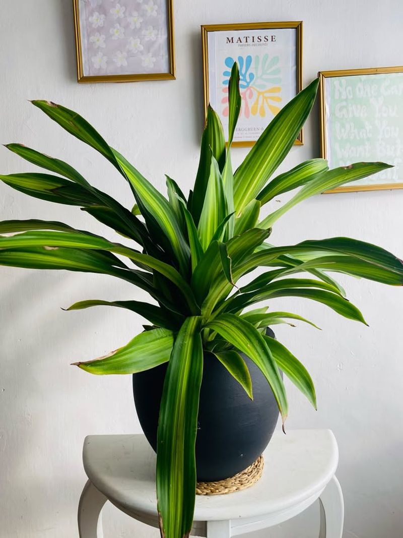 Dracaena