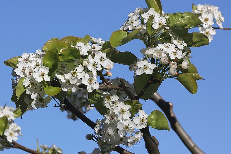 Callery Pear (Bradford Pear)