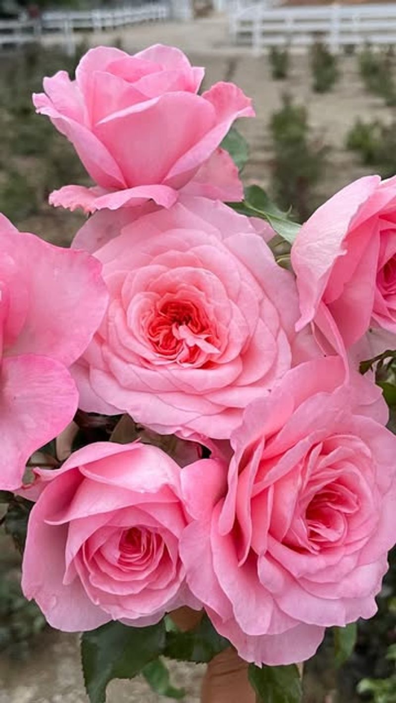 Roses (Heat-Tolerant Varieties)