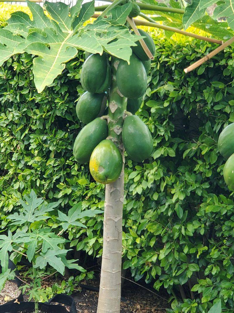Papaya Trees Produce Fruit Faster Than You'd Expect