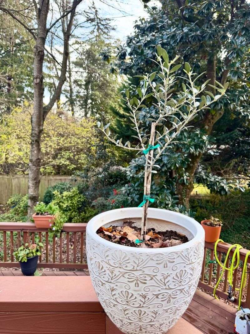 Avoids Crowded Garden Centers In Spring