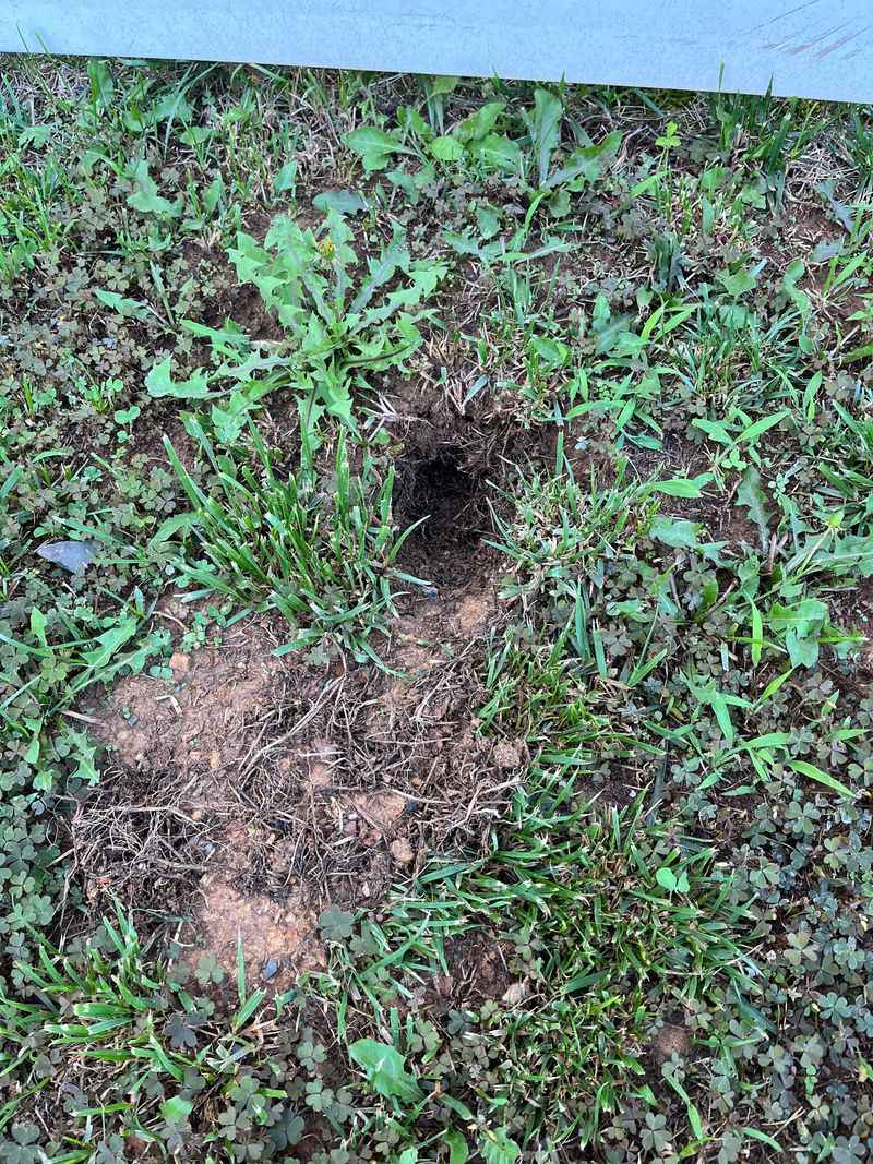 Shallow Digging And Disturbed Mulch