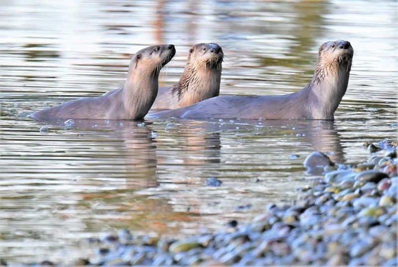 River Otters