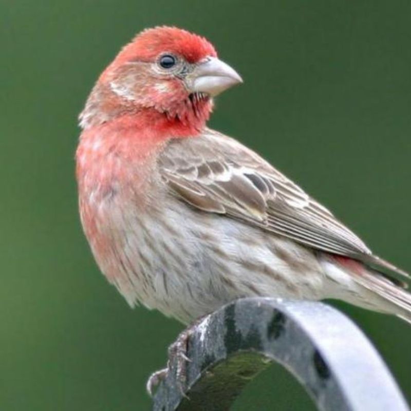 All Native Songbirds And Their Nests