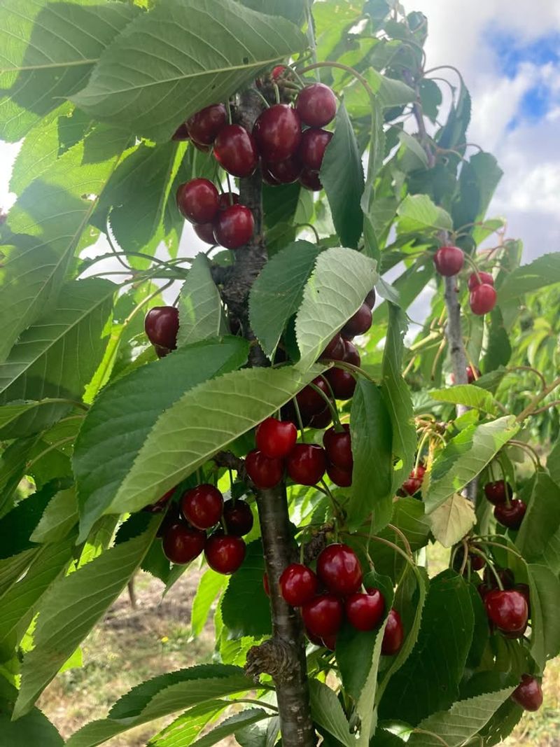 Bing Cherry