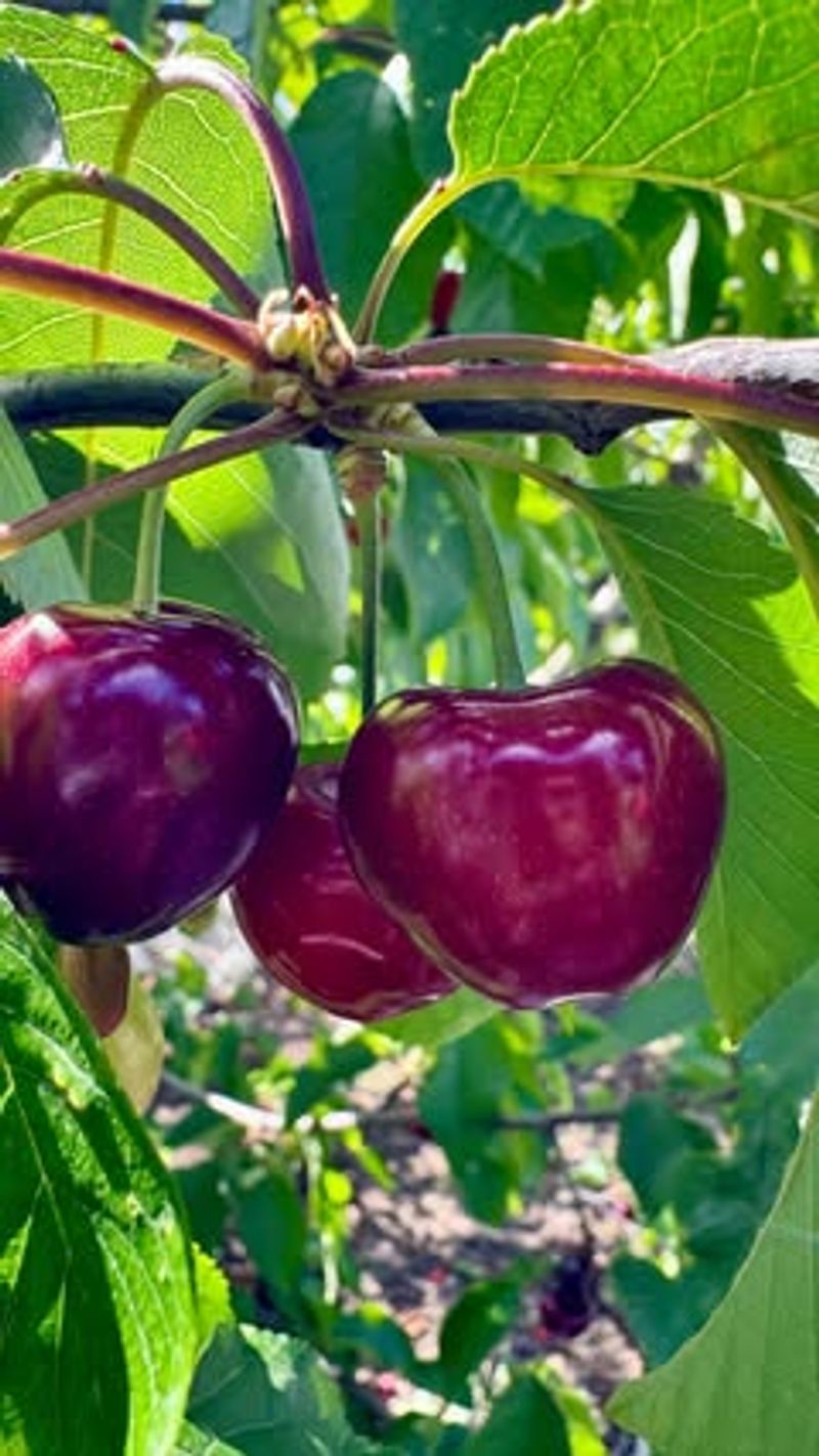 Bing Cherry