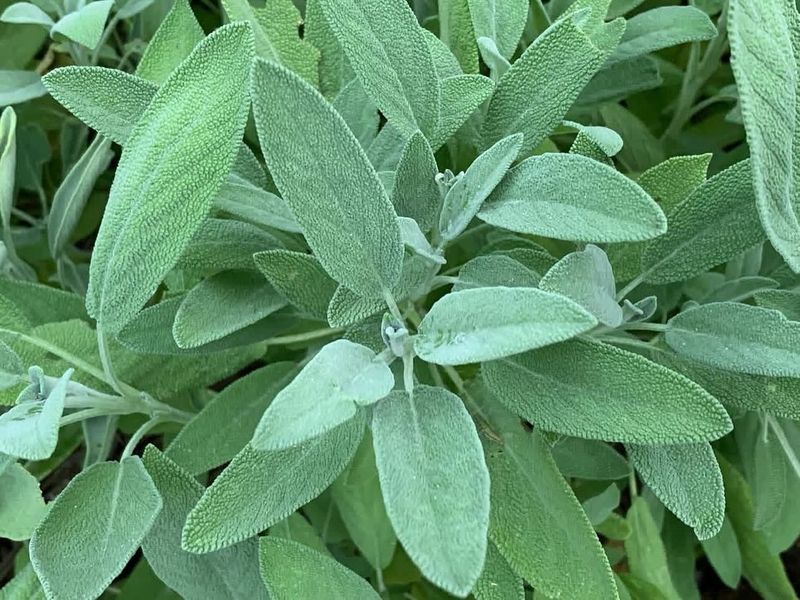 Sage (Salvia Officinalis)