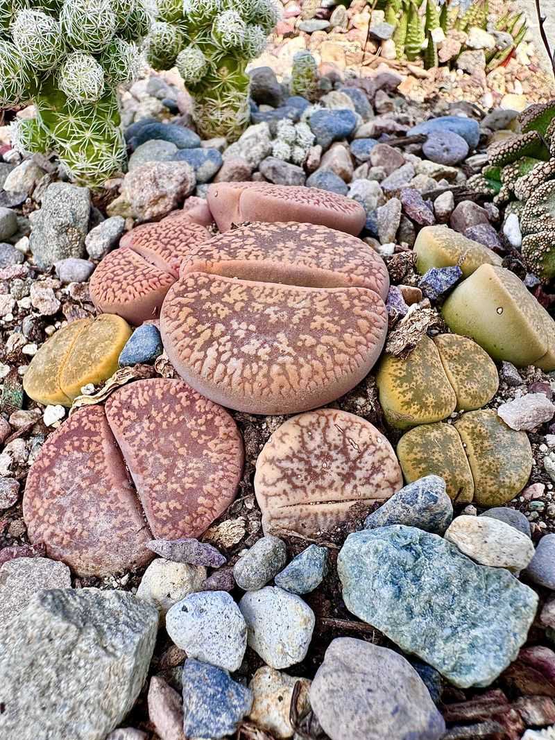 Lithops (Living Stones)
