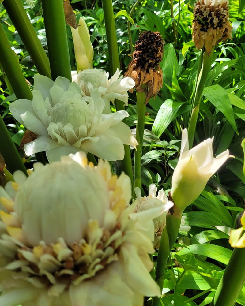 Torch Ginger (Etlingera Elatior)