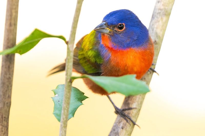 Songbirds And Their Nests