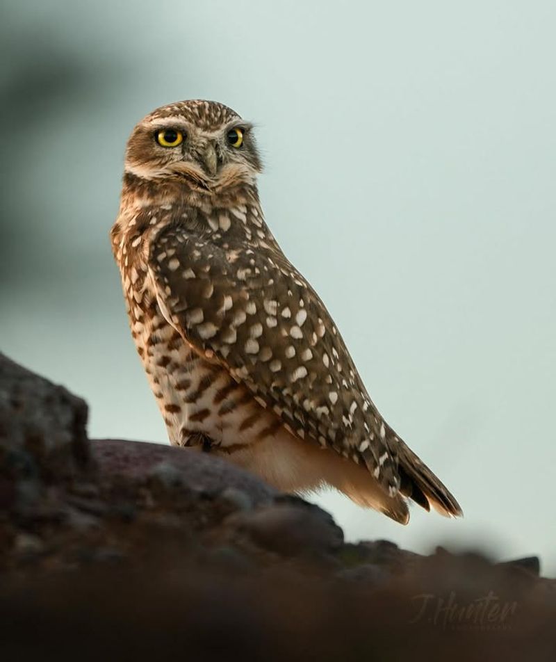 Burrowing Owls