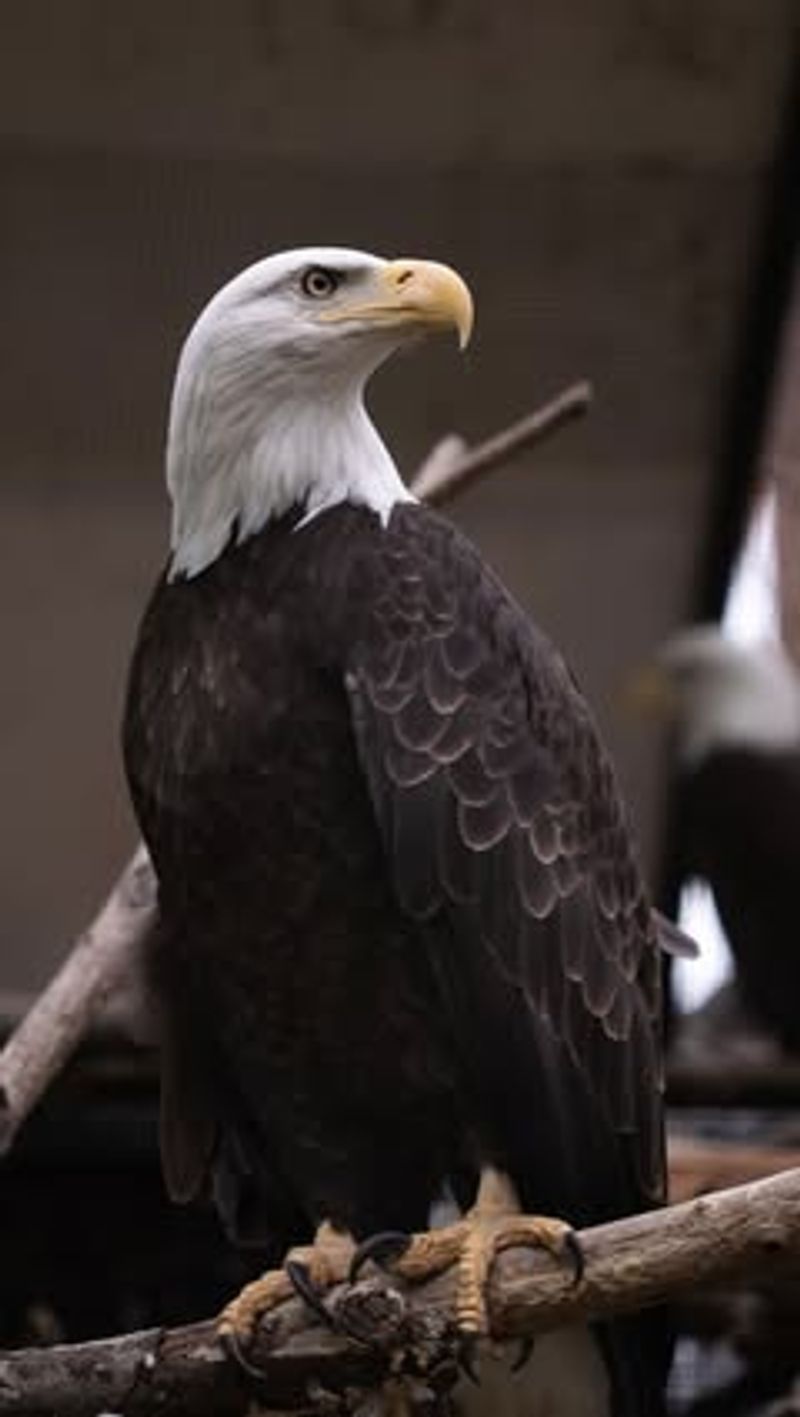 Bald Eagles