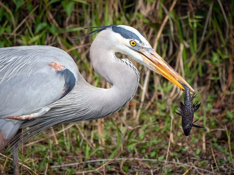 Great Blue Herons