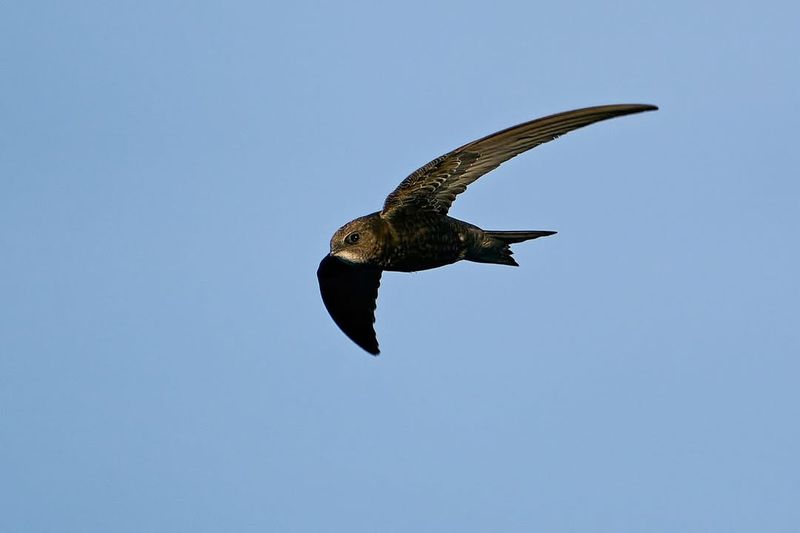 Chimney Swifts (Chaetura pelagica)