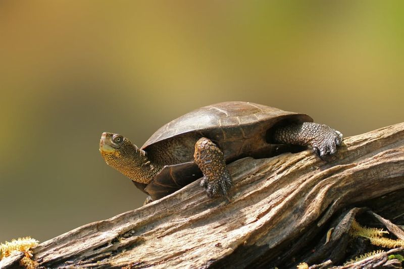 Western Pond Turtles