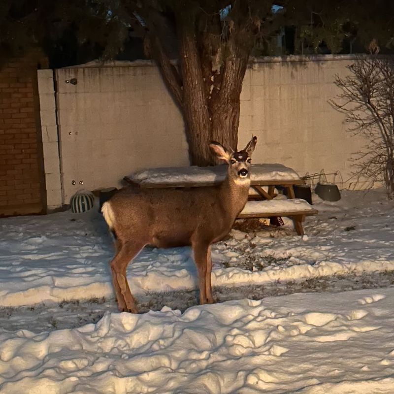 Understand Why Deer Visit In Winter