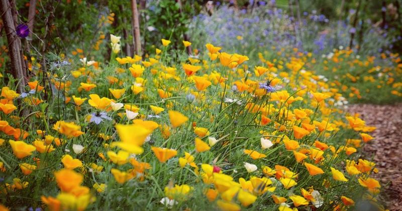 Control Weeds Without Harming Flowers