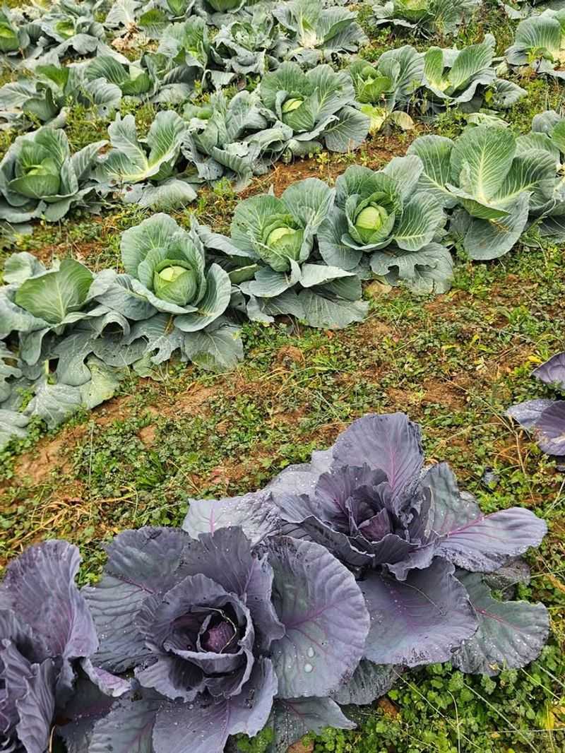 Brassicas with Beets and Chamomile