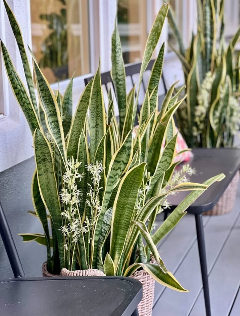 Snake Plant